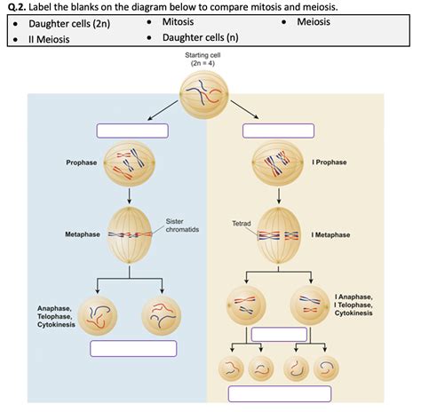 Mitosis And Meiosis Worksheet Printable And Distance Learning