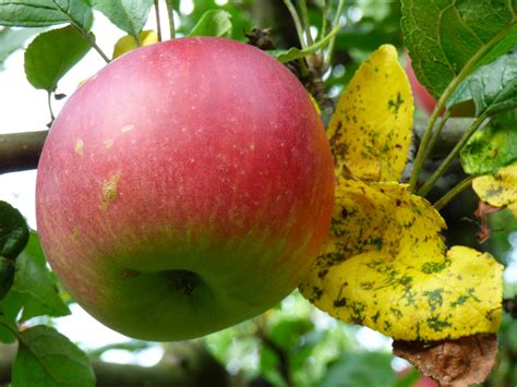 Banco De Imagens Maçã Plantar Fruta Flor Comida Vermelho Produzir Jardim Comer Flora