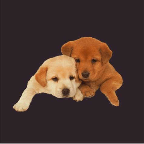 ‎For All the Dogs - Album by ONLY1TC - Apple Music