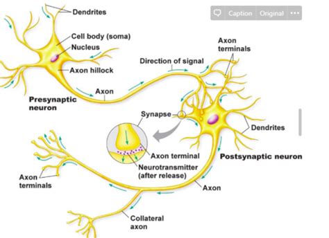 What Do Axon Terminals Do