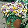 Amazon Votaniki Species Crocus Mix Bulbs Perennial Purple