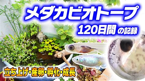 【メダカ】睡蓮鉢ビオトープの立ち上げから120日間の記録【産卵孵化成長】 Youtube