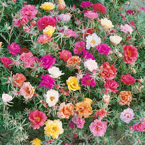 Drought Tolerant Moss Rose Sundial Ground Cover Plant Seed Mix