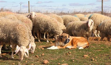 Perros pastores de ovejas el compañero ideal del ganadero de extensivo