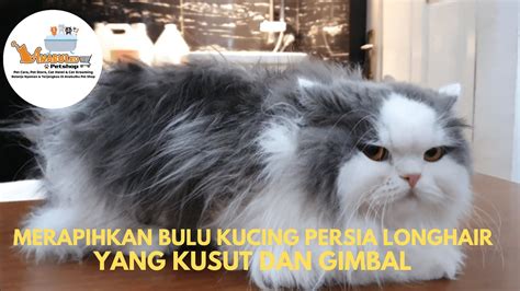 MERAPIHKAN BULU BULU YANG KUSUT PADA KUCING PERSIA LONGHAIR GIDEON