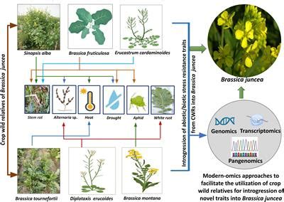 Frontiers Utilization Of Crop Wild Relatives For Biotic And Abiotic