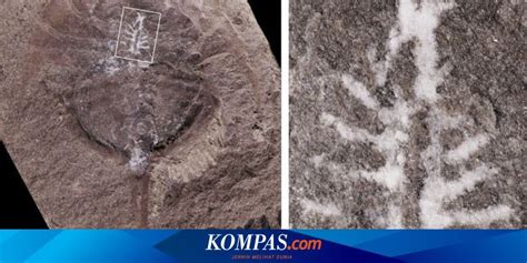 Sangat Langka Ahli Temukan Fosil Otak Berusia Juta Tahun