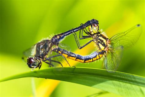 Dragonflies Mating Keeled Skimmer Stock Image Image