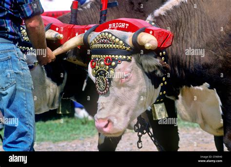 Oxen Team Pulling Competition Hi Res Stock Photography And Images Alamy