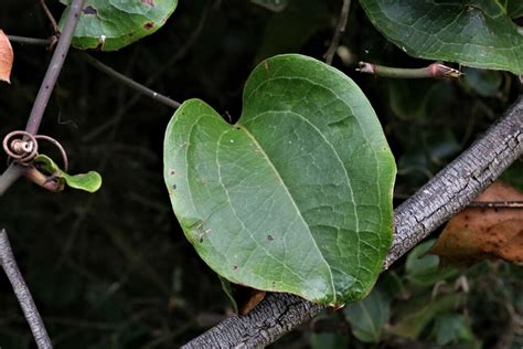 Austral Sarsaparilla From Jarrahmond VIC 3888 Australia On April 1