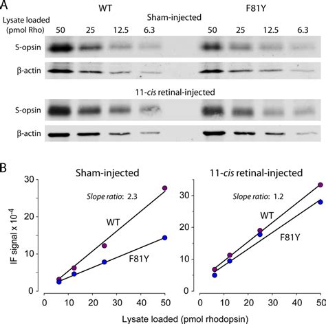 Exogenously Increased Cis Retinal Restores S Opsin Expression In