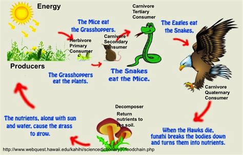 Food Chains And Food Webs