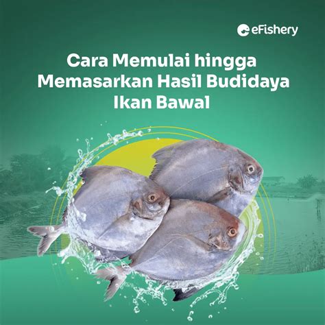 Cara Memulai Hingga Memasarkan Hasil Budidaya Ikan Bawal