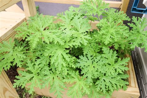 The complete citronella plant care guide - keep your plants alive