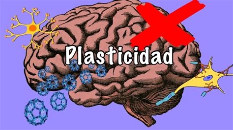 Plasticidad Cerebral Youtube