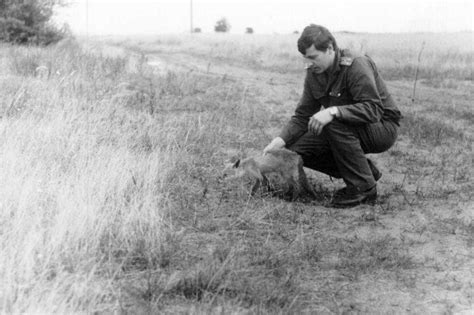 Fox in the Chernobyl zone. 1986. Photo by liquidators. : r/ChernobylUrbEx