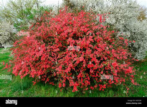 Japanese Quince Chaenomeles Japonica Flowering Bush Germany Stock