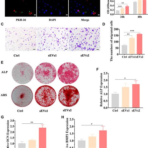 Characterization Of HUC MSCs And HUC MSCs SEVs A HUC MSCs Exhibited