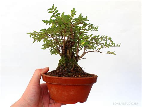 Loniceria Nitida Pre Bonsai Bonsai Bonsai Alapanyag Prebonsai