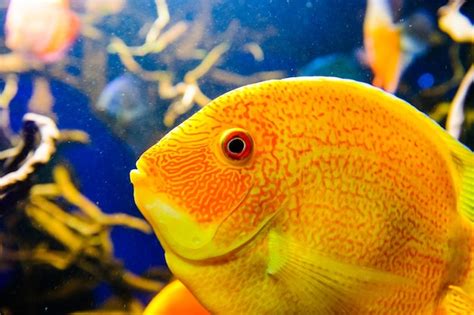 Amphiprion Ocellaris Clownfish In Marine Aquarium Les Poissons Clowns