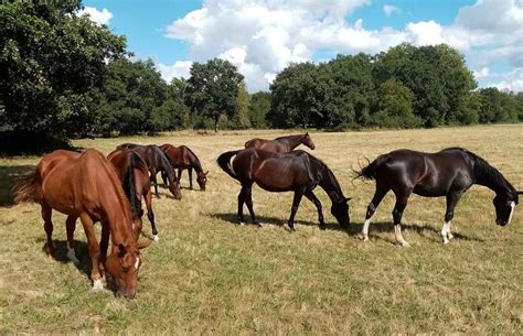 Chevaux A Vendre Elevage Et Gite De Saba