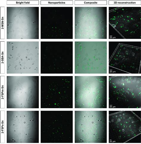 Clsm Images Of Mda Mb Cells Incubated With Msn Sn Sba Sn