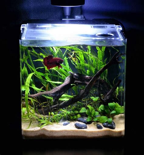 Betta Fish Plant Aquarium Betta Fish Tank Aquarium Fish Betta Aquarium