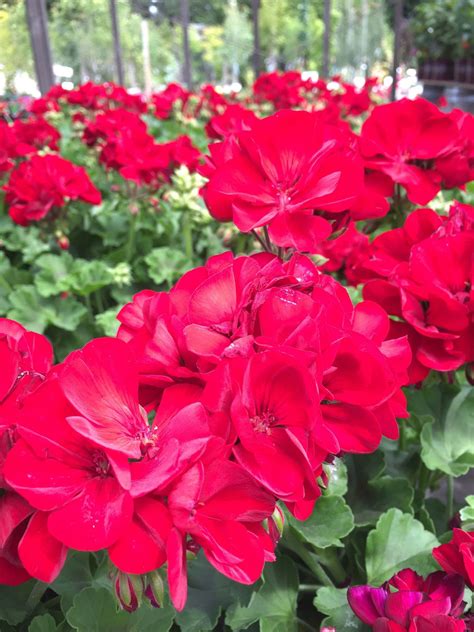 Geranium Calliope Medium Dark Red Wells Medina Nursery