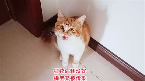 小狸花流浪猫病还没好，橘宝也被传染出现症状，立即给它们隔离开 Youtube