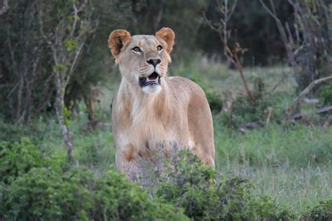 africanlions.org | Studying the impacts human activity have on the energetics of African lions