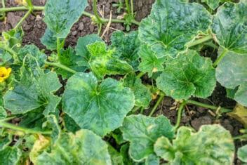 10 Common Melon Plant Diseases and What To Do About Them