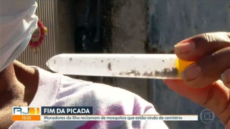 Moradores Da Ilha Do Governador Relatam Invas O De Mosquitos Em Casas