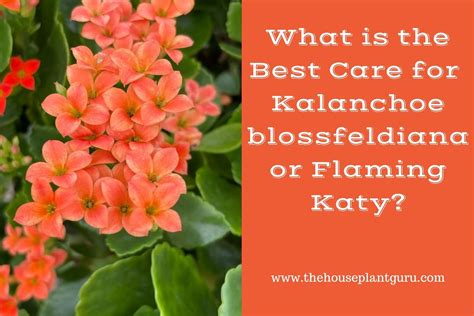 What S The Greatest Look After Kalanchoe Blossfeldiana Or Flaming Katy