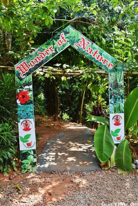 Kerala Ayurvedic Herbal And Spices Garden Munnar Kerala Visit Travel Guide Casual Walker