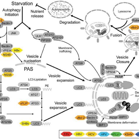 Schematic Representation Of The Autophagy Pathway In Mammalian Cells