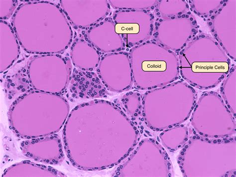 Hypothalamus And Pituitary Gland Histology