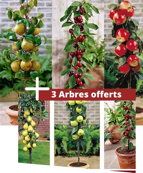 Alberida Frutto Albero A Colonna Di Frutta Set Di 6 Alberi Da