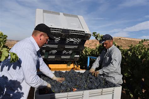 I Cambiamenti Climatici Fanno Crollare La Produzione Di Vino LifeGate