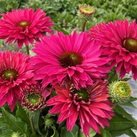 Overdevest Nurseries LP Echinacea SunSeekers Sweet Fuchsia