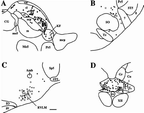 A Series Of Line Drawings Demonstrating The Distribution Of Fos Ir