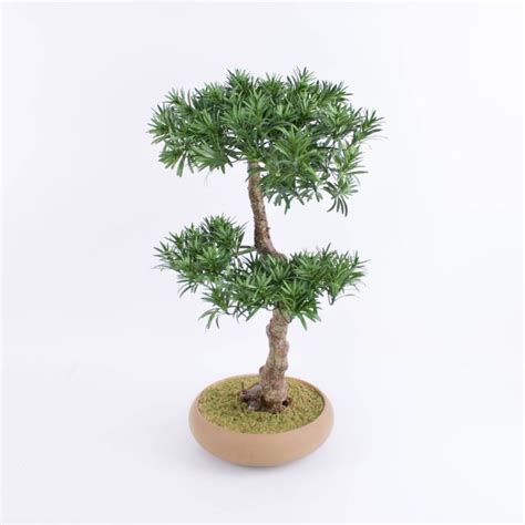 Acheter des Bonsaï Podocarpus artificiel KENO coupe en céramique vert