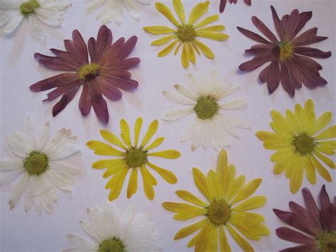 Natural Dried Pressed Flowers for Crafting Real