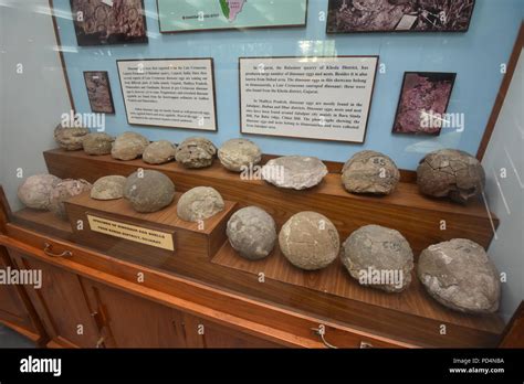 Fossilized dinosaur eggs found from Gujarat, Geology Museum, ISI, Kolkata Stock Photo - Alamy