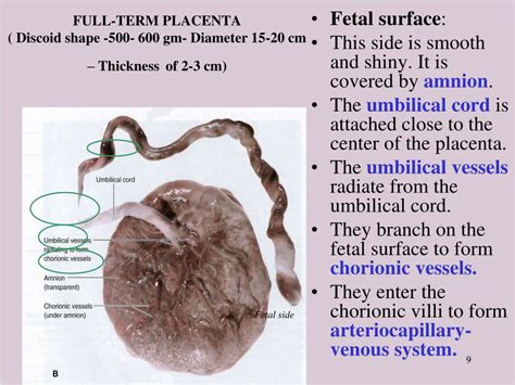 Ppt Placenta Powerpoint Presentation Free Download Id477900