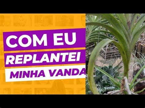 Jeito Certo De Replantar Sua Vanda Cultivo Simples Um Resultado