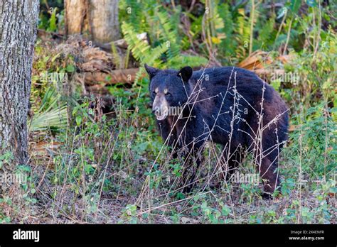 A Florida Black Bear Stares Stock Photo Alamy