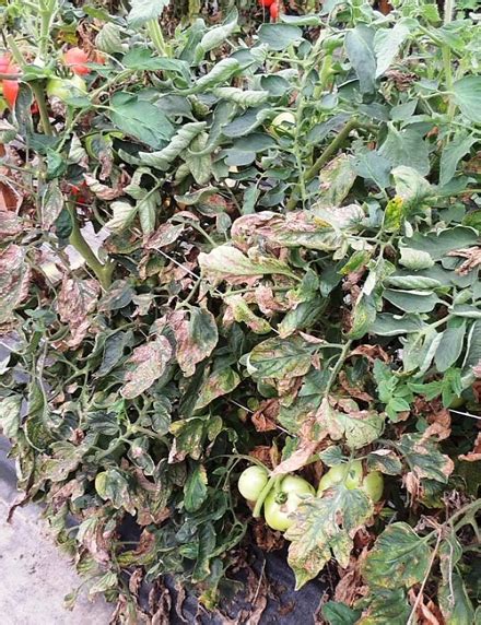 Bacterial Spot And Canker Bad This Year In Tomato Fields Weekly Crop