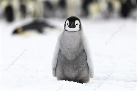 Emperor penguin chick - Stock Image - C045/8903 - Science Photo Library