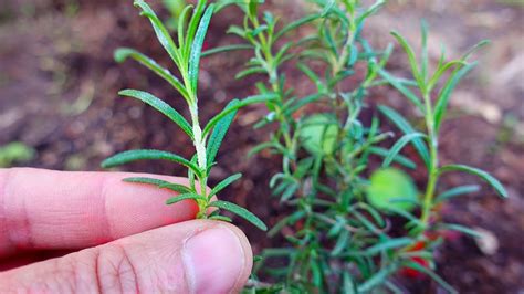 Control De Ataque De Hongos En Plantas De Romero 2024 Una Planta