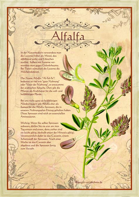 Alfalfa Benefits Uses For Improved Health Artofit